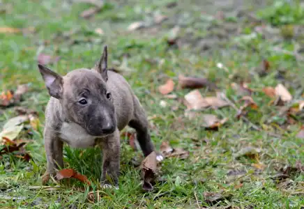 Bull terrier miniature - Joy