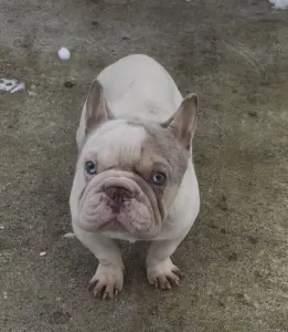 Francia bulldog - Dömpi 