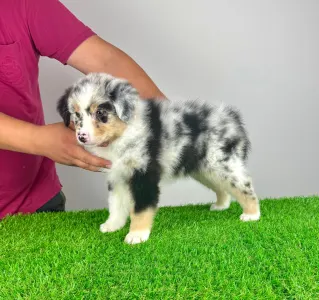 Australian Shepherd - Tamy