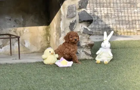 Barbone nano - Bravados Eliot