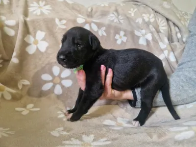 Irish Wolfhound - Berlin