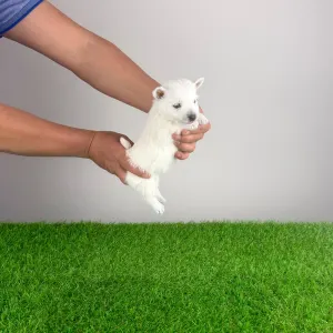 West Highland White Terrier - Jette