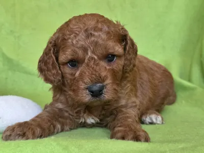 Cavapoo - Jackson