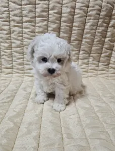 Bichon Frise - Nathan