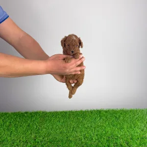 Poodle Miniature - Livio