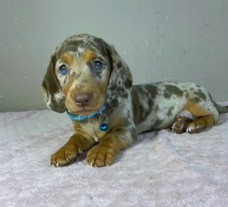 Dachshund - Chris