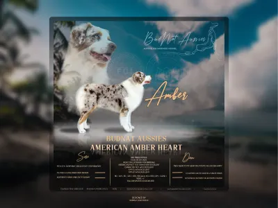 Australian Shepherd - Budnat Aussies