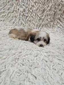 Havanese - Maggie