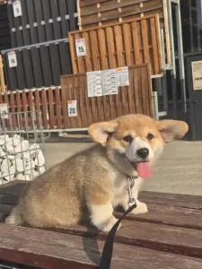Corgi galez Pembroke - Gingers Heritage Prince Of Skiathos