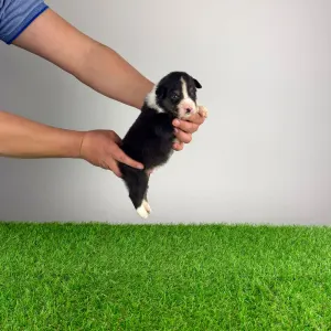 Australian Shepherd - Cash