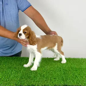 Cavalier King Charles Spaniel - Orbin