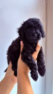 Той-пудель - Rafael Royal Legend Of The Kanis