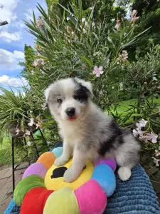 Border Collie - Gingers Heritage Despacito