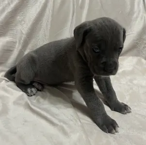 Cane corso - Alíz