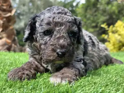 Cavapoo - Zoom