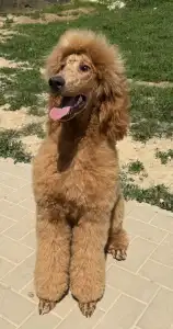 Poodle Standard - Jatt Black