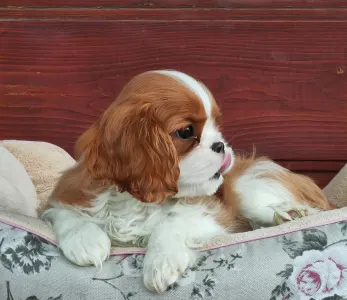 Kavalír King Charles španěl - Dennis 