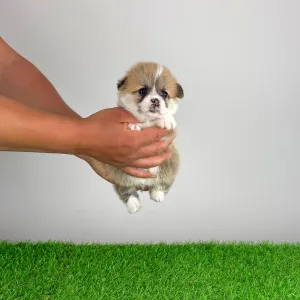 Welsh Corgi Pembroke - Allegro