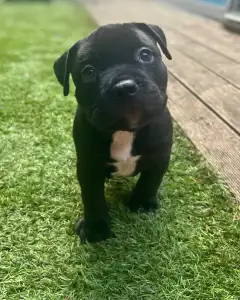 l'American Bully - Standard - Buffy