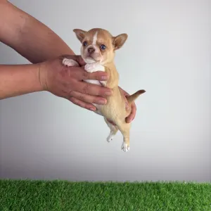 Chihuahua - Zimba 