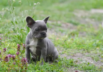 Francouzský buldoček - Milady