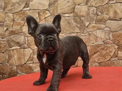 Französische Bulldogge - Dodó