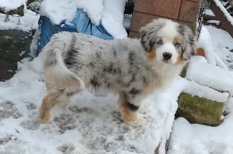 Miniature American Shepherd - Amber 