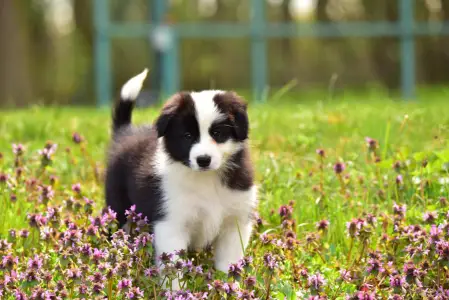 Pembroke Welsh Corgi - Gingers Heritage Iris Down "iris"