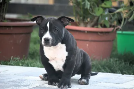 American Bully - Pocket - Bagira