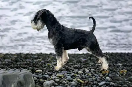 Schnauzer nain - Monarca Dark Angel Julia