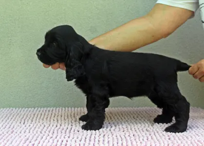 English Cocker Spaniel - Bellona