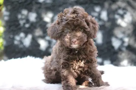 Poodle Miniature - Capucino