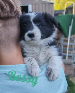 Border Collie - Bessy