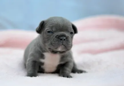 Bulldog francez - Milady
