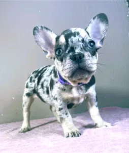 French Bulldog - Mirella
