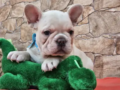 French Bulldog - Dante