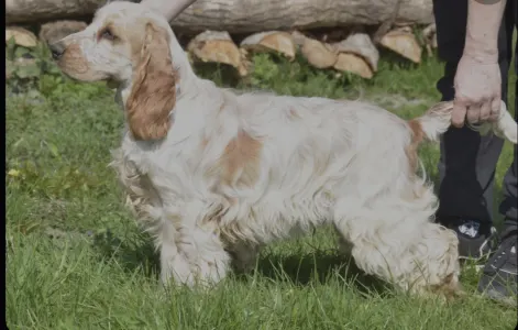 Angol Cocker spániel - Babor