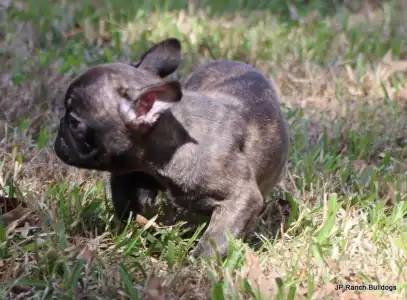 Bouledogue français - Barney