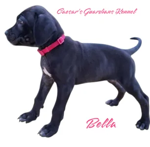 Cane Corso - Bella