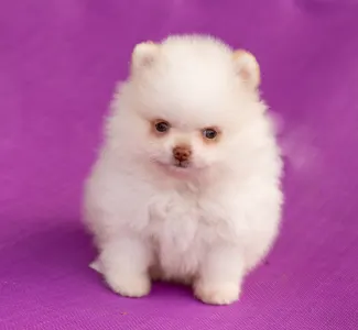 Pomeranian - Max