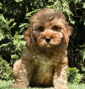 Cavapoo - Mendosa