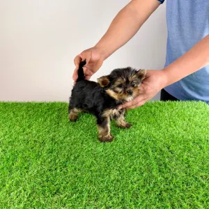 Yorkshire Terrier - Riffraff