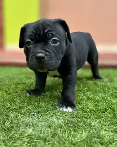 l'American Bully - Standard - Rowanberry