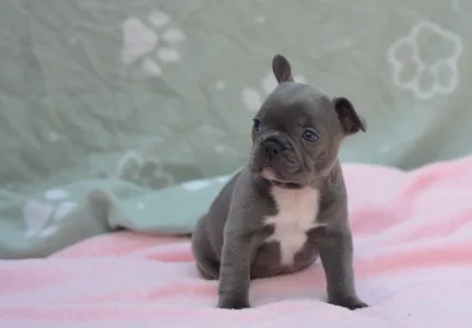 Francouzský buldoček - Milady