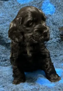 Angol Cocker spániel - Demona