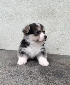 Welsh corgi pembroke - Una