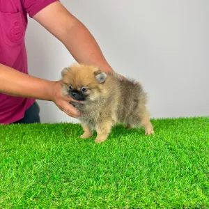 Pomeranian - Asia