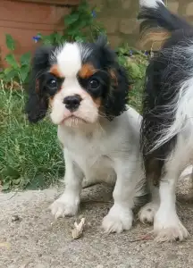 Cavalier King Charles Spaniel - Jackson