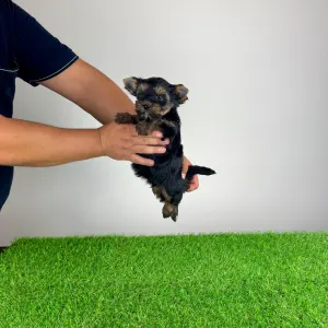 Yorkshire Terrier - Blitzy