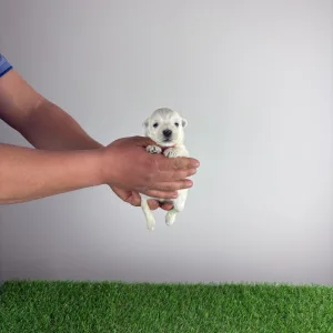 West highland white terrier - Irie